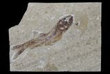 Cretaceous Fossil Fish (Davichthys) - Hakel, Lebanon #173154-1